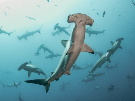 BIODIVERSITY PROTECTION SERIES: HAMMERHEAD SHARKS OF INDONESIA