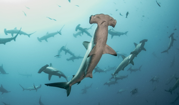 Hammerhead Sharks
