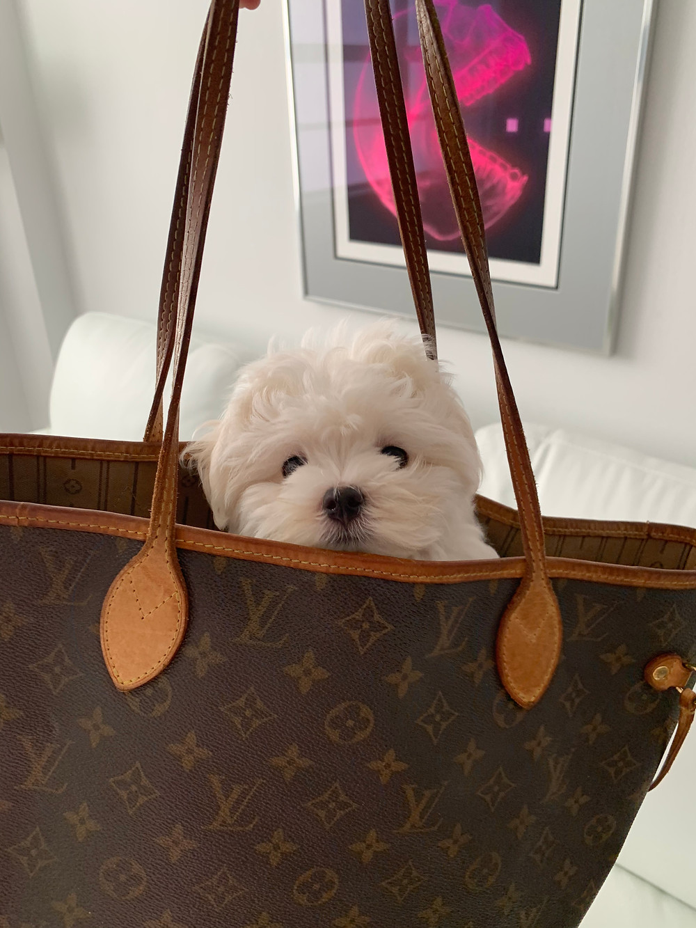 How to get a pet puppy