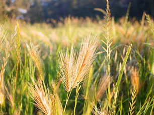 Wheat and Weeds
