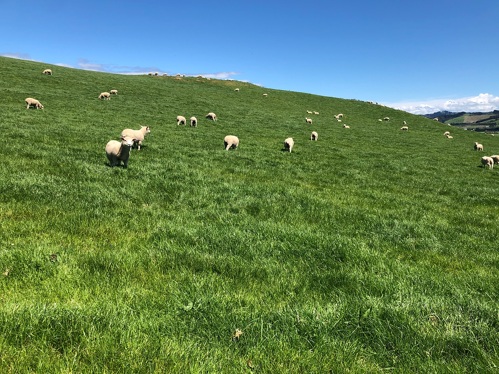 Duder Regional Park