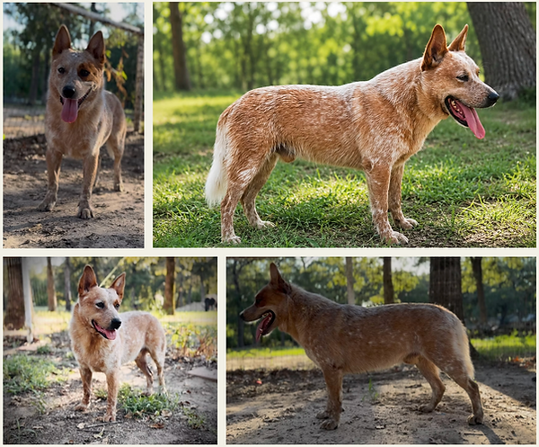 boomer-redhorizon-austrailian-cattle-male-stud-puppies.png