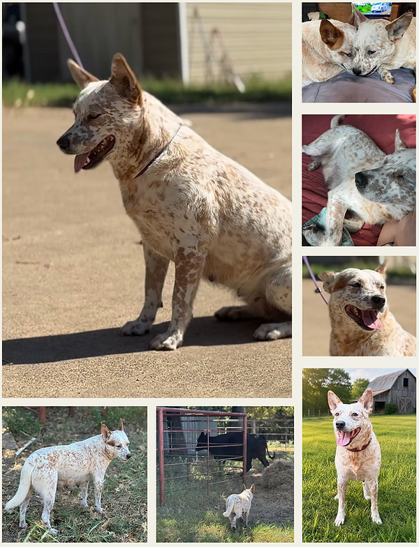 redhorizon Australian cattle dogs heeler breeder mottle.png