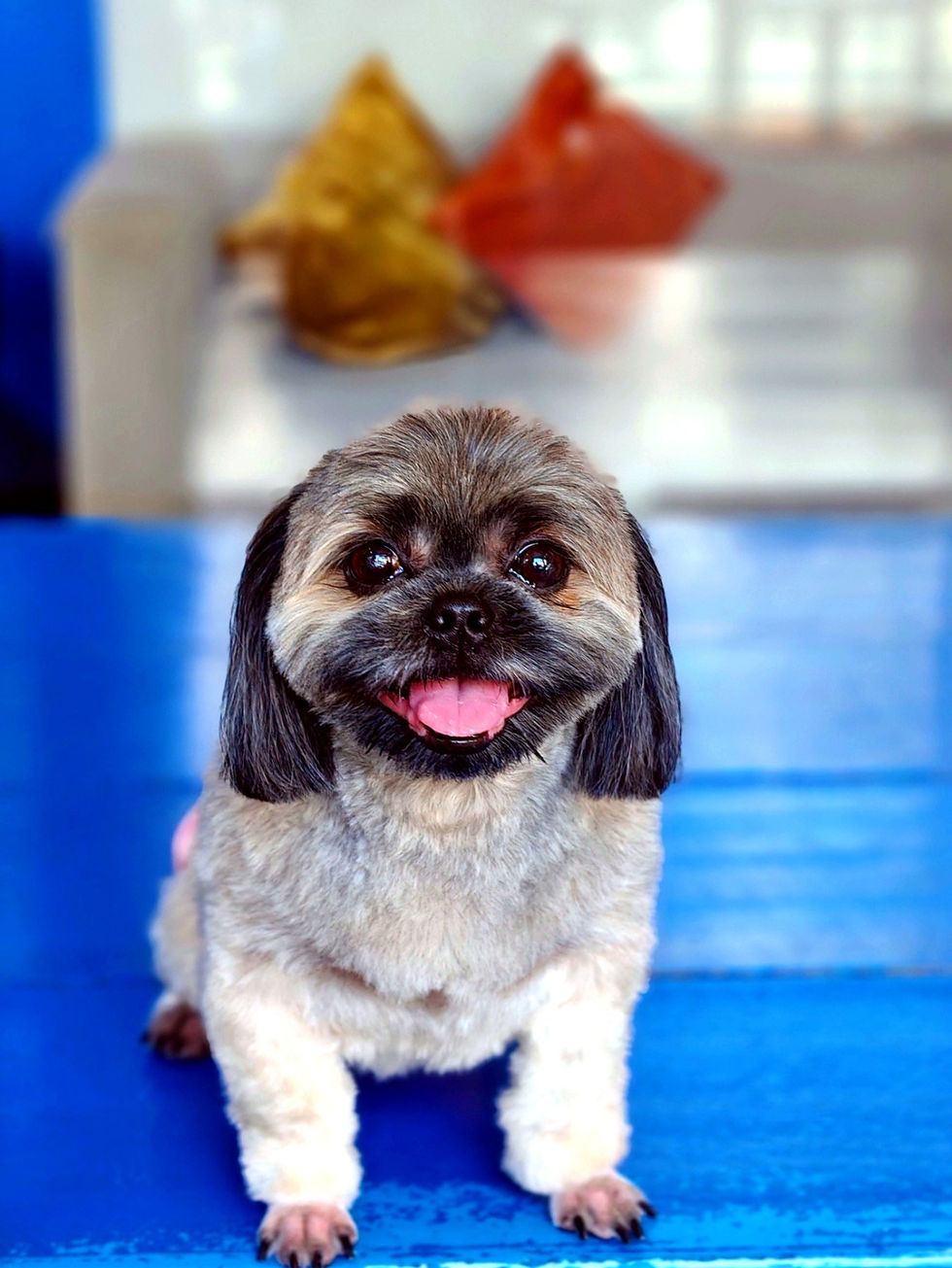 Happy dog in the daycare and play area at YK Fur Friends in Bel-Air, Makati.