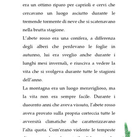 Il grande abete rosso