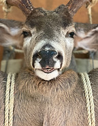 John Hayes - F5E5579E- DeerCloseup.jpg