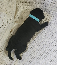 Averitt Portuguese Water Dog puppy found forever home.