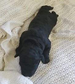 Averitt Portuguese Water Dog puppy found forever home