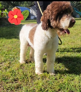 Averitt Portuguese Water Dog Abby
