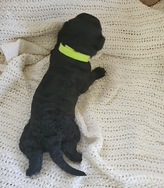 Averitt Portuguese Water Dog puppy found forever home