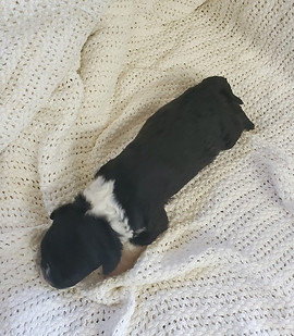 Averitt Portuguese Water Dog puppy