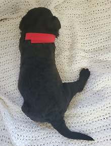Averitt Portuguese Water Dog puppy found forever home