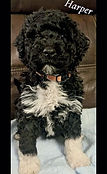 Harper_edited