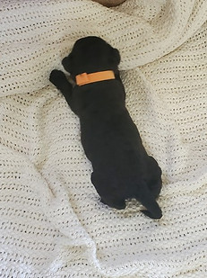 Averitt Portuguese Water Dog puppy