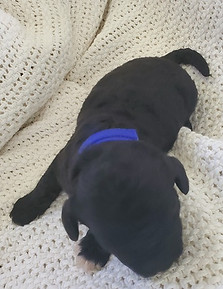 Averitt Portuguese Water Dog puppy