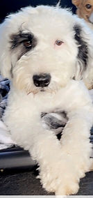 Averitt Portuguese Water Dog Rovin