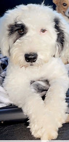 Averitt Portuguese Water Dog Rovin
