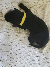 Averitt Portuguese Water Dog puppy found forever home