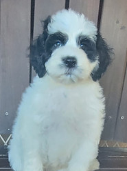 Averitt Portuguese Water Dog Avery Litter