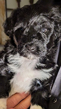 Found forever home!