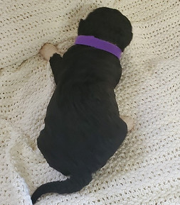 Averitt Portuguese Water Dog puppy