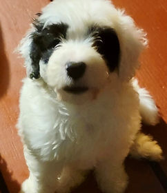 Averitt Portuguese Water Dog Rovin