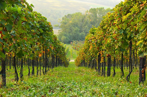malvasia.jpeg