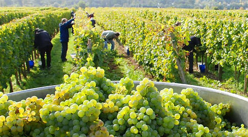 grapes-en20120531LAVINO-2.jpeg