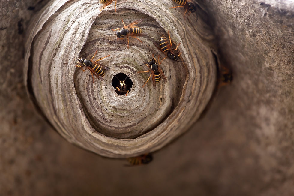 WaspNest.jpg