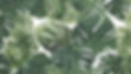 medium sized monstera leaves_edited.jpg