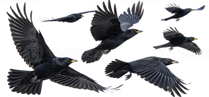 flying-black-birds-in-various-positions-showcasing-their-wings-and-movement-png.png
