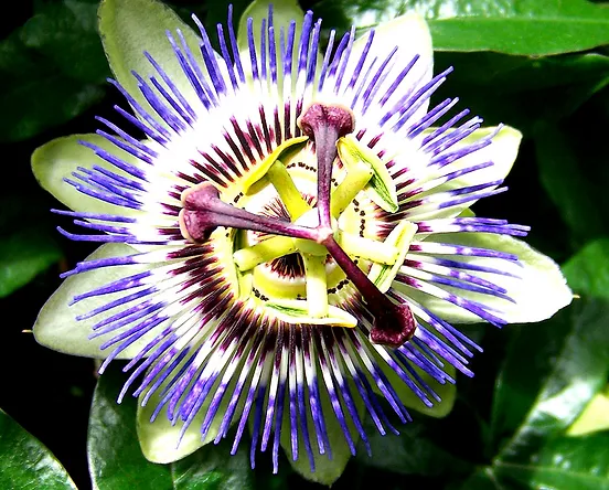 Get Wallpaper Passion Fruit Leaf Is Nature S Formula For Blood Pressure Insomnia An For iPhone