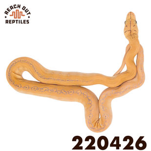 Male Purple Goldenchild