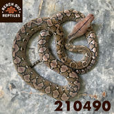 0.1 Anery 210490.jpg