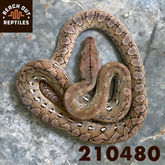 1.0 Anery Platinum 210480.jpg