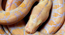 210011 Lavender 2_3.jpg