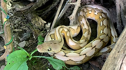 2021 Breedings | Reach Out Reptiles