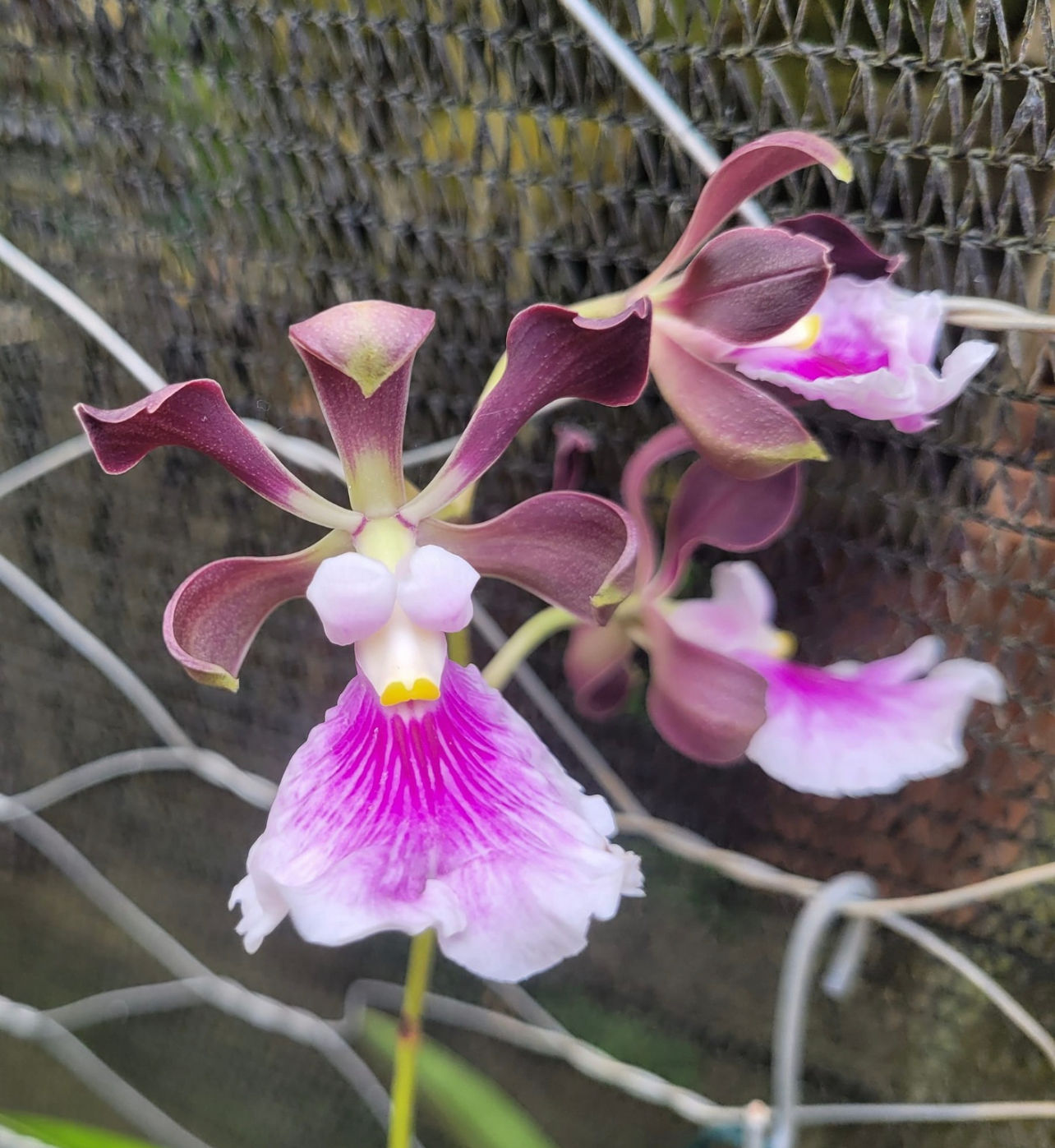 Encyclia cordigera tipo