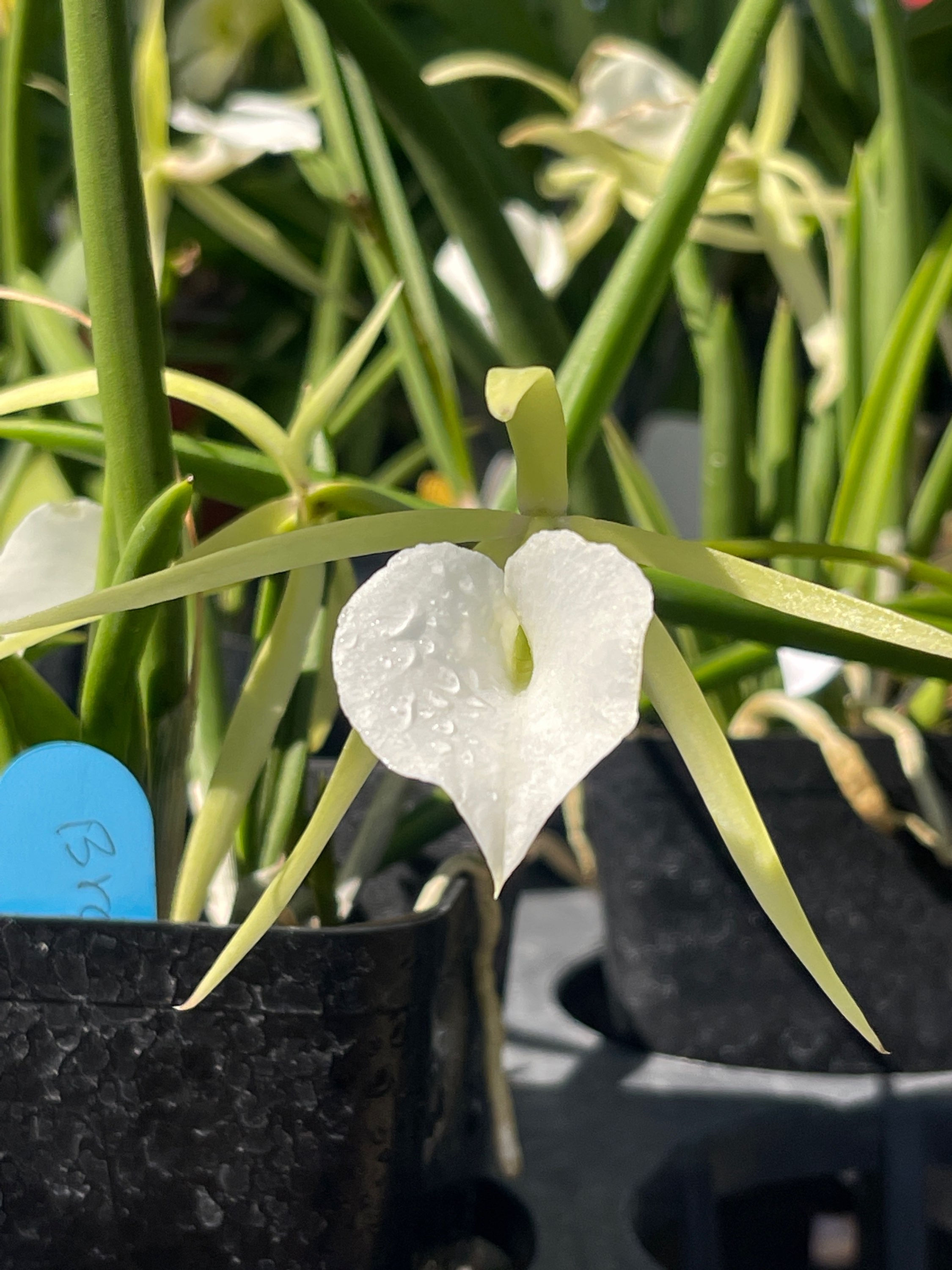 Brassavola Little Star