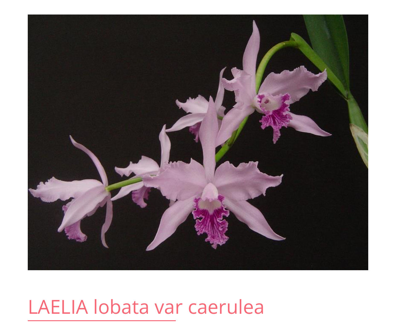 Laelia lobata var. coerulea