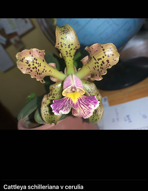 Cattleya schilleriana var. coerulea | Sunland Orchids