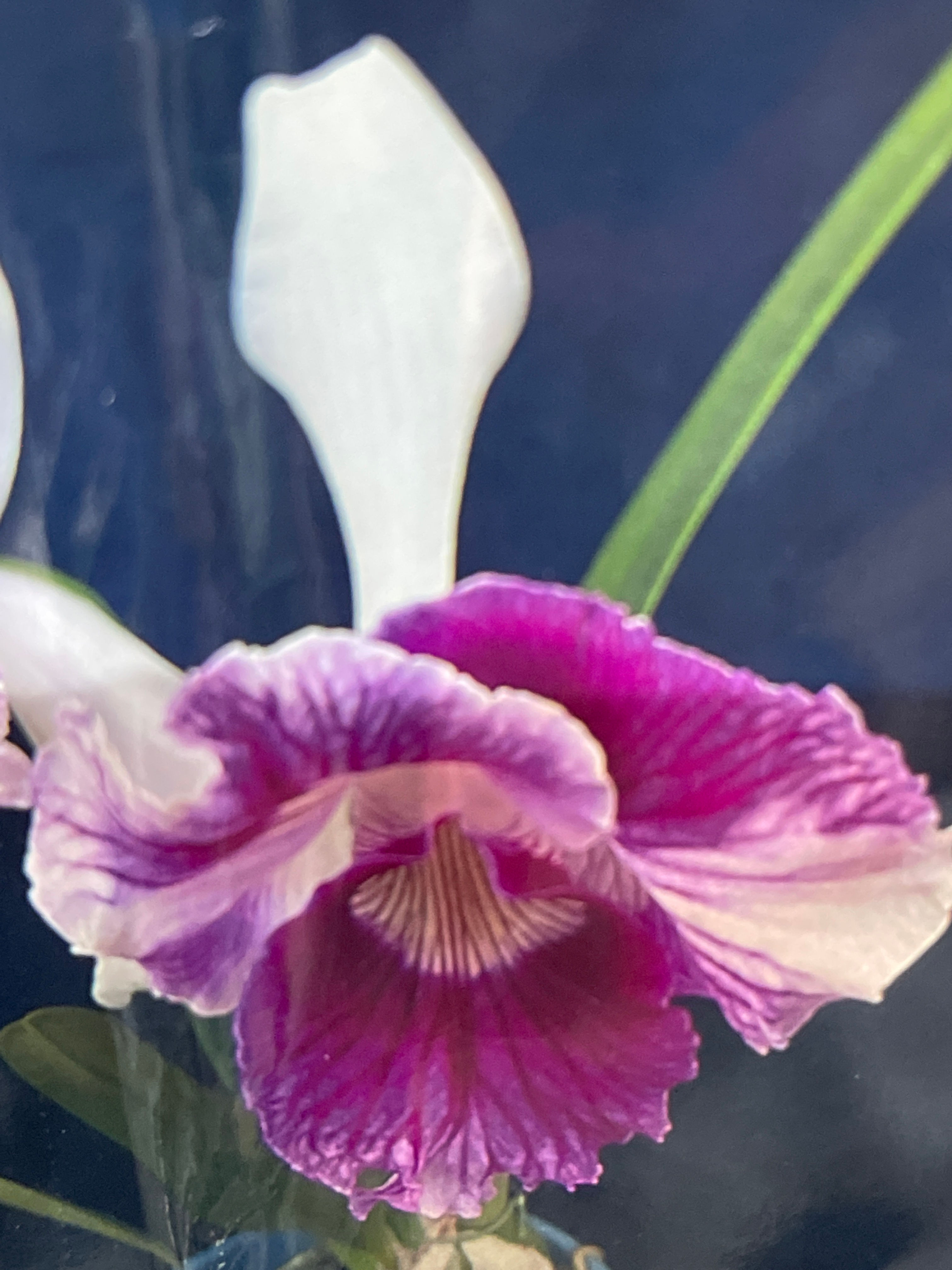 Laelia purpurata var. trilabelo