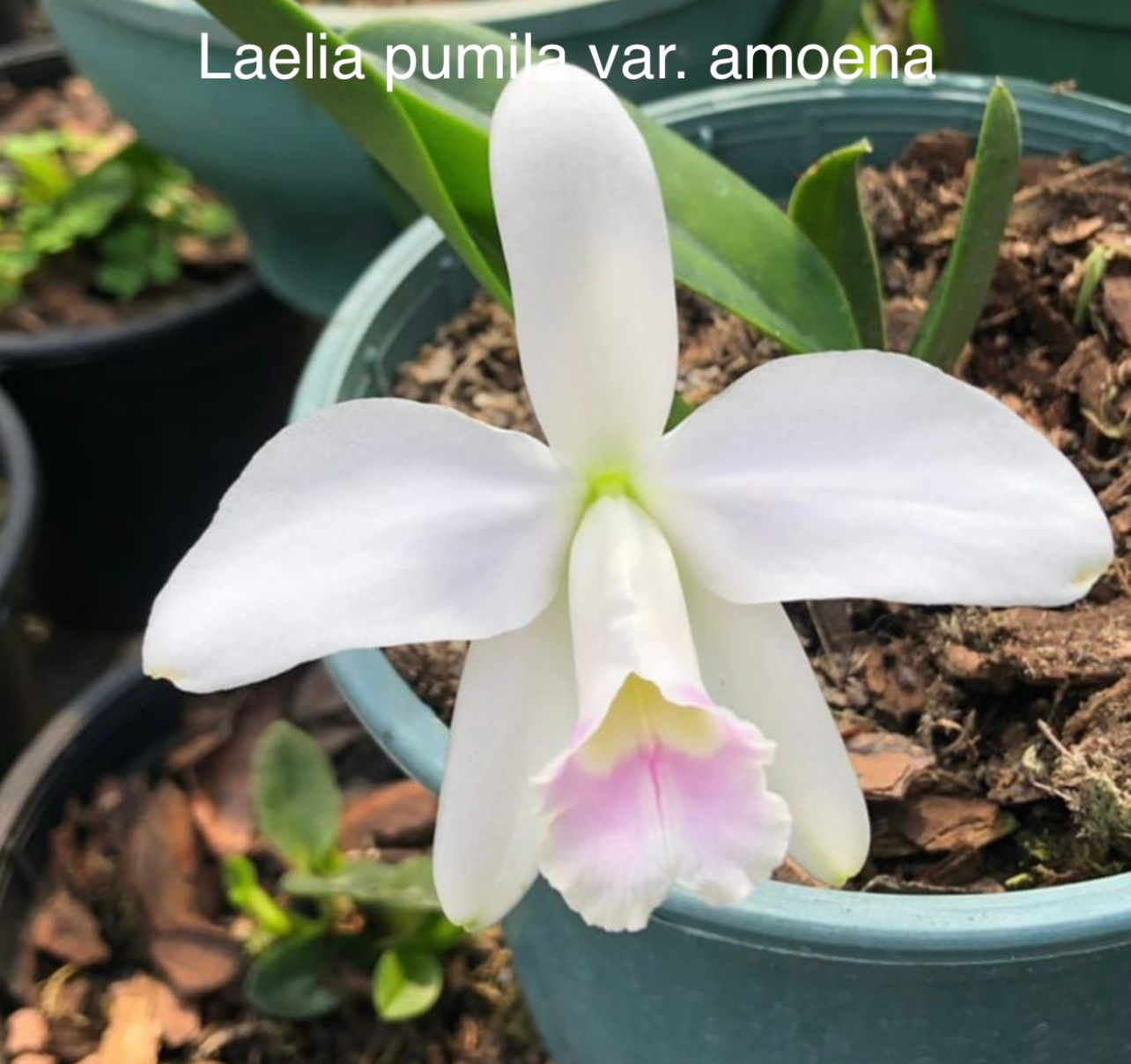Cattleya pumila var. amoena