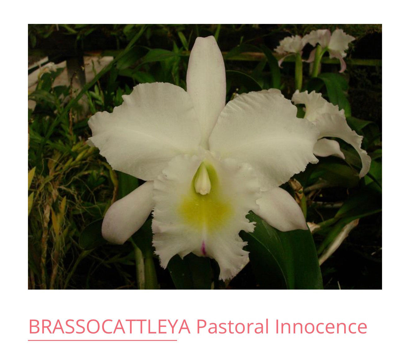Bc. Pastoral Innocence
