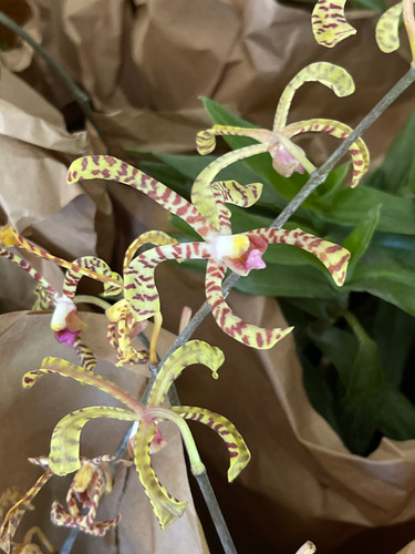 Arachnis flos-aeris | Sunland Orchids