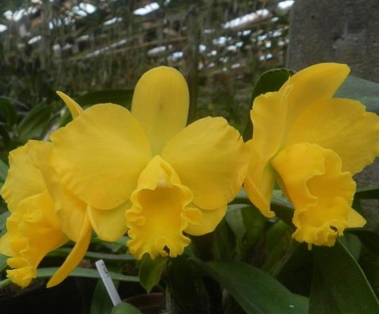 Potinara Free Spirit