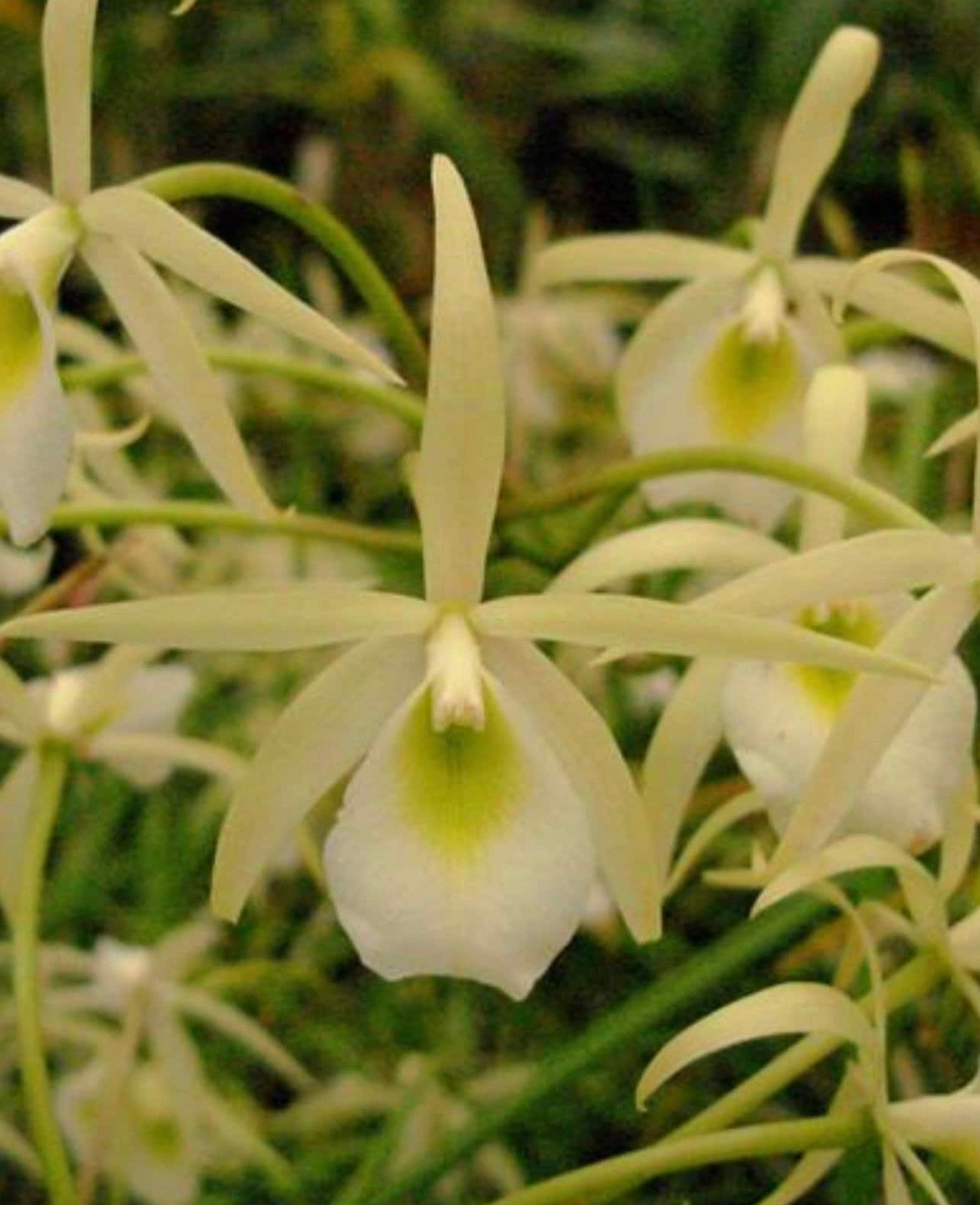 Brassavola flagellaris