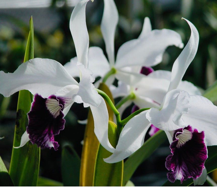 Laelia purpurata var. schusteriana