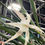 Thumbnail: Brassavola David Sander