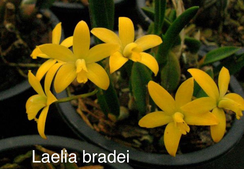 Laelia bradei